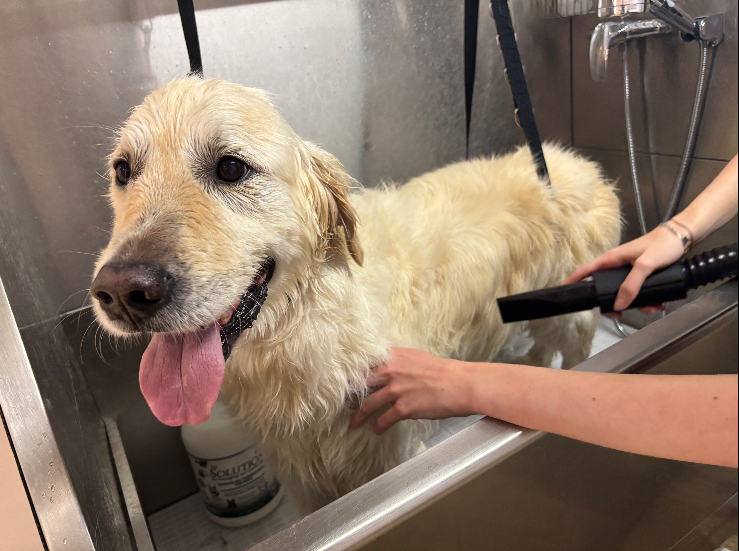 Puppy behandeling Hondentrimsalon Barendrecht