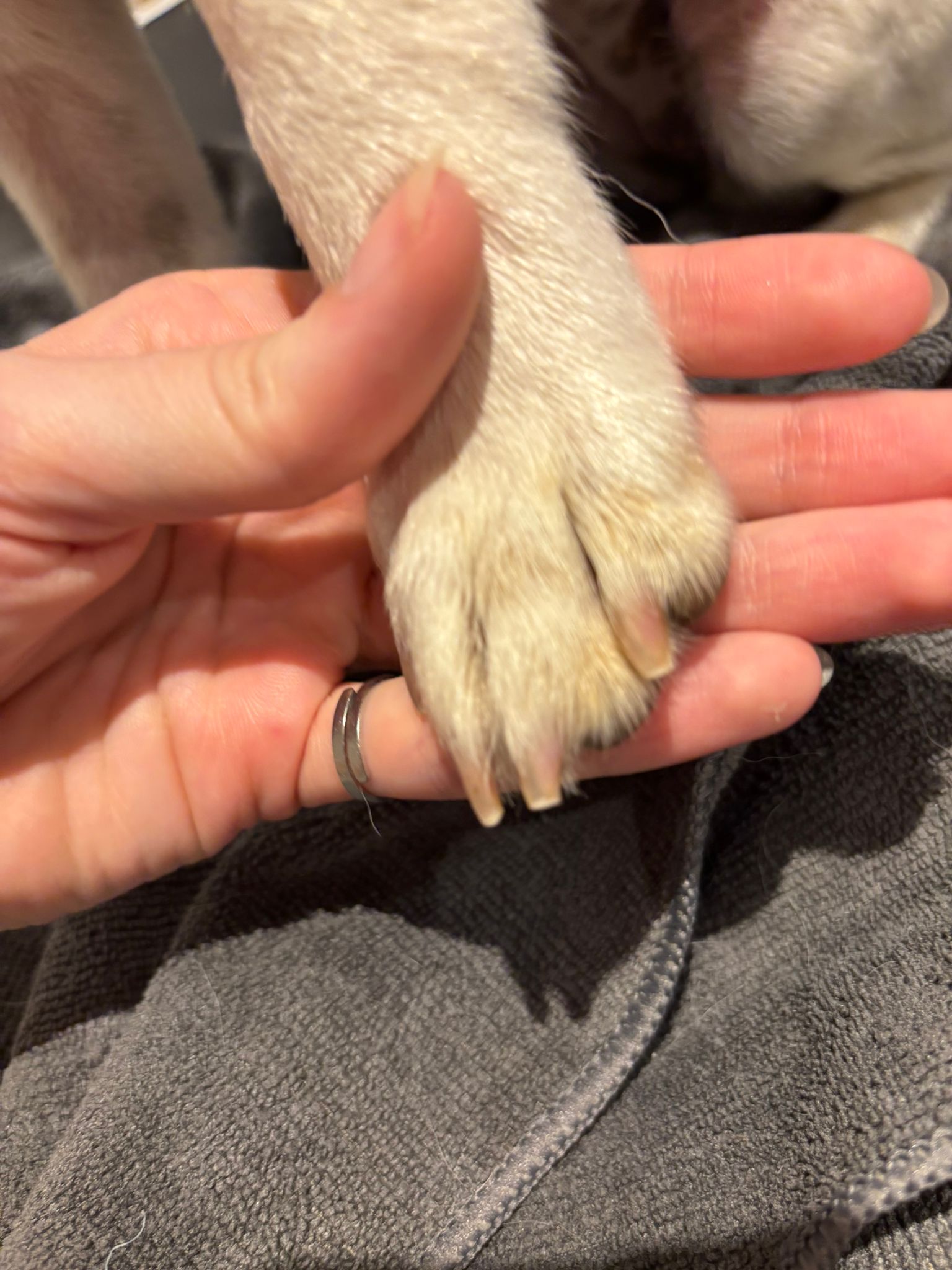 Puppy behandeling Hondentrimsalon Barendrecht